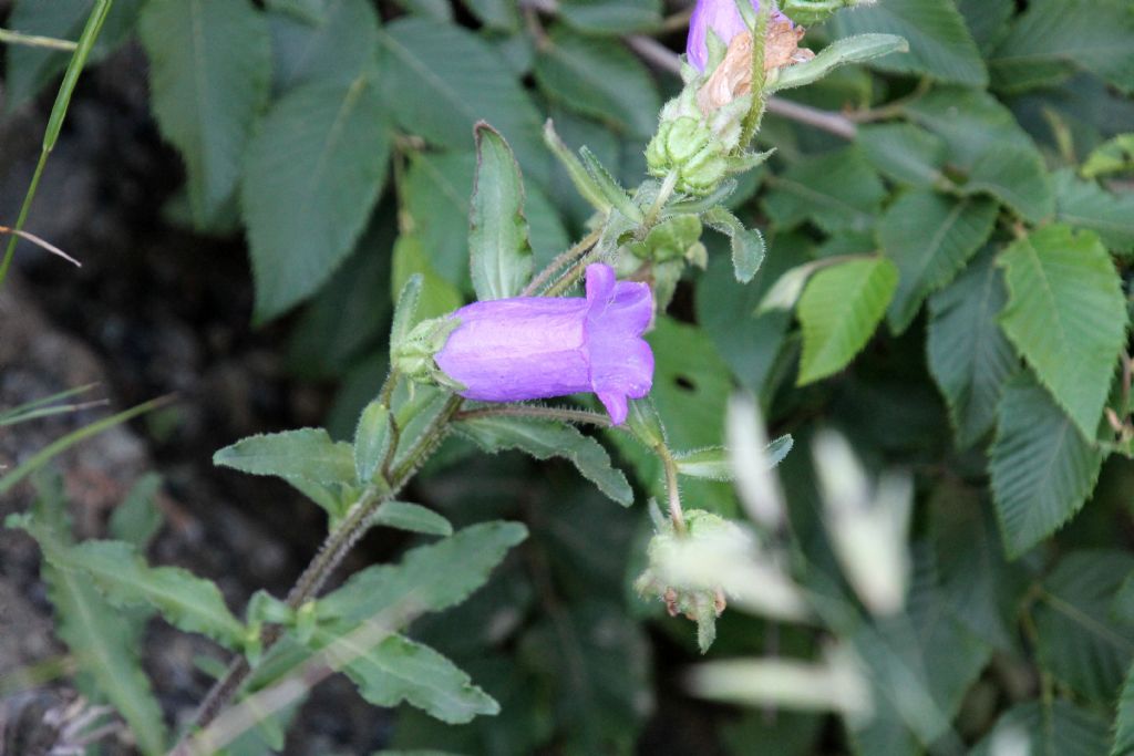 Campanula medium